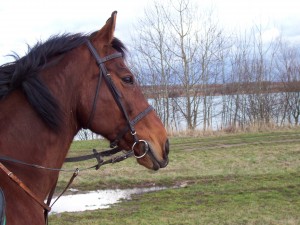 Obrazek